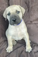 Blue Male, a male Black Mouth Cur for sale in Booneville, KY – Photo 2 of 3