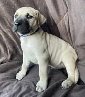 Blue Male, a male Black Mouth Cur for sale in Booneville, KY – Photo 3 of 3