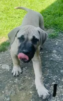 Male 1, a male Black Mouth Cur for sale in Booneville, KY – 3 of 4