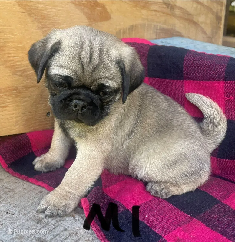 M3 – Pug puppy for sale in Booneville, KY