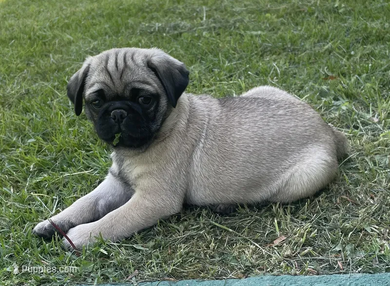 M3 – Pug puppy for sale in Booneville, KY