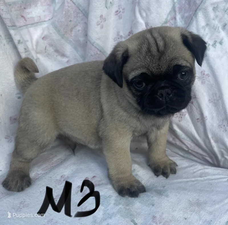 M3 – Pug puppy for sale in Booneville, KY