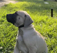 Male 2, a male Black Mouth Cur for sale in Booneville, KY – 3 of 3