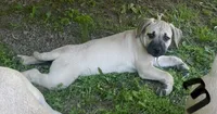 Male 3, a male Black Mouth Cur for sale in Booneville, KY – 3 of 4