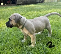 Male 1, a male Black Mouth Cur for sale in Booneville, KY – 2 of 3