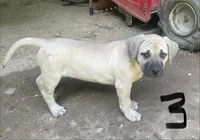 Male 3, a male Black Mouth Cur for sale in Booneville, KY – 4 of 4