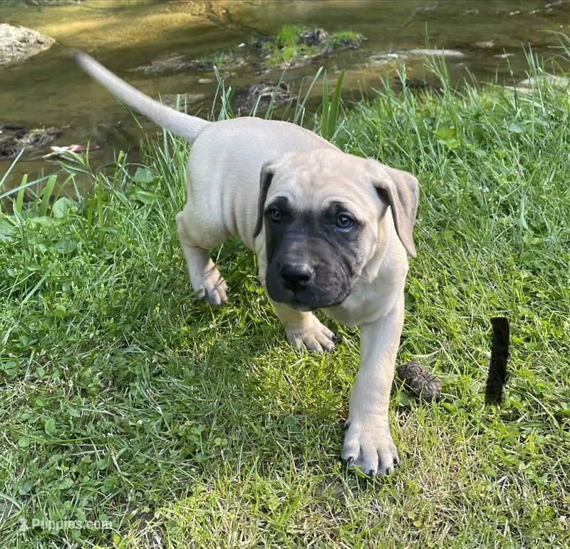 Male 2 – Black Mouth Cur puppy for sale in Booneville, KY