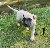 Male 2, a male Black Mouth Cur for sale in Booneville, KY – 1 of 3