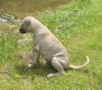 Male BMC, a male Black Mouth Cur for sale in Booneville, KY – 5 of 5
