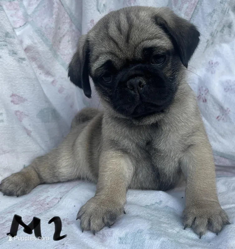 M2 – Pug puppy on hold in Booneville, KY