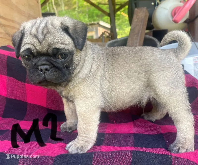 M2 – Pug puppy for sale in Booneville, KY