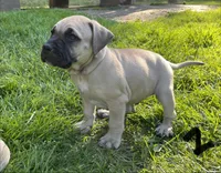 Male 1, a male Black Mouth Cur for sale in Booneville, KY – 3 of 3