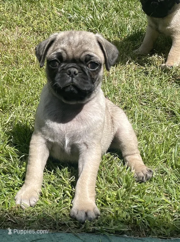Female – Pug puppy for sale in Booneville, KY