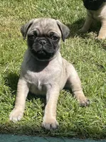 Female, a female Pug for sale in Booneville, KY – 1 of 4