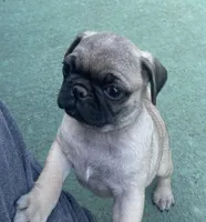 Female, a female Pug for sale in Booneville, KY – 4 of 4