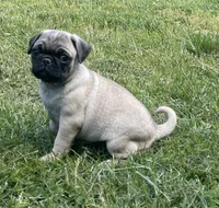 Female, a female Pug for sale in Booneville, KY – 3 of 4