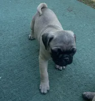 Female, a female Pug for sale in Booneville, KY – 2 of 4