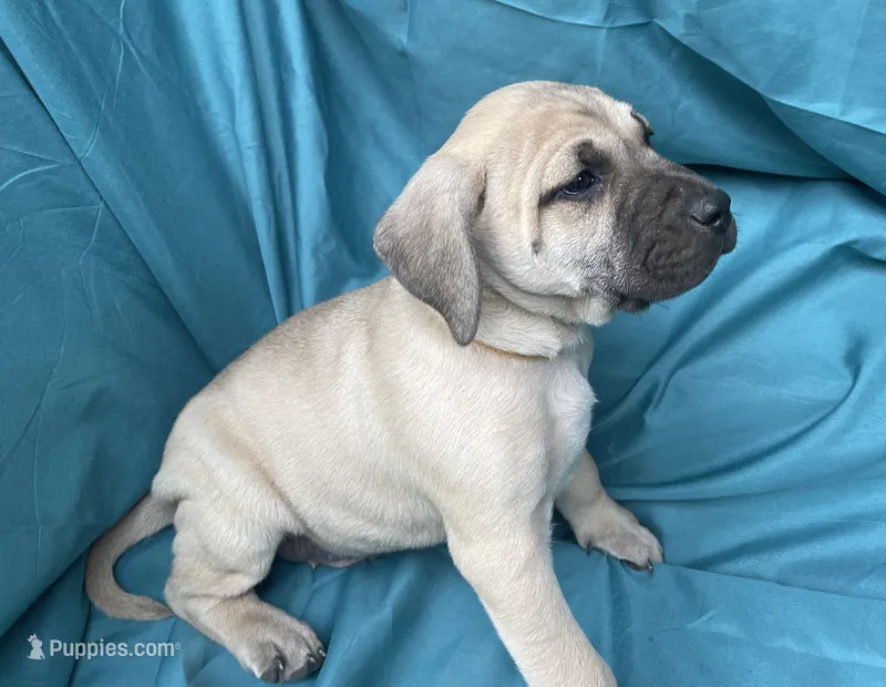 Orange male – Black Mouth Cur puppy on hold in Booneville, KY