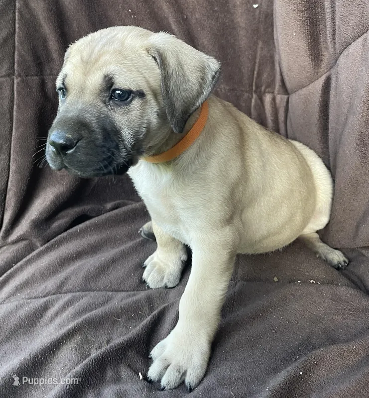 Orange male, a male Black Mouth Cur for sale in Booneville, KY – Photo 1 of 2