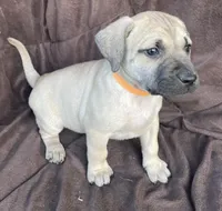 Orange male, a male Black Mouth Cur for sale in Booneville, KY – Photo 2 of 2