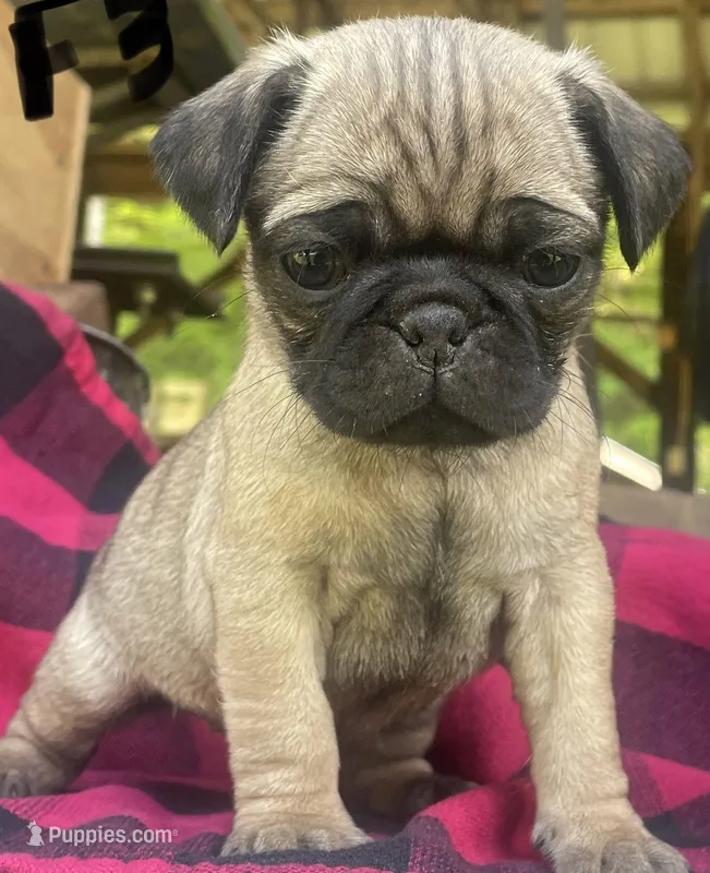 Mouse – Pug puppy for sale in Booneville, KY