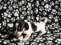 Steve, a male Miniature Dachshund for sale in Nashville, TN – Photo 6 of 8