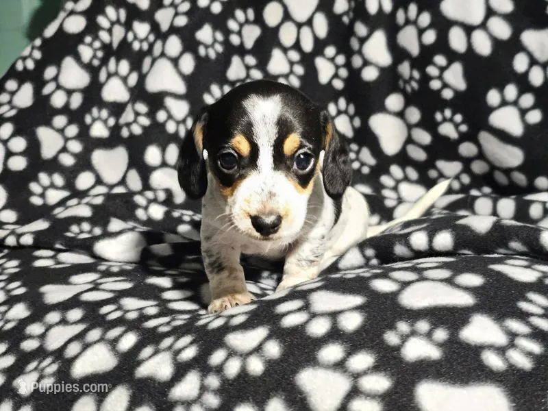 Steve – Miniature Dachshund puppy for sale in Nashville, TN