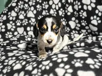 Steve, a male Miniature Dachshund for sale in Nashville, TN – Photo 8 of 8