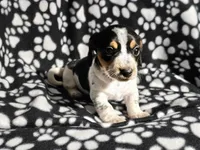 Steve, a male Miniature Dachshund for sale in Nashville, TN – Photo 7 of 8