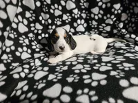 Henderson , a male Miniature Dachshund for sale in Nashville, TN – Photo 7 of 7