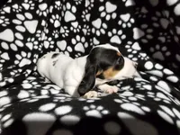 Henderson , a male Miniature Dachshund for sale in Nashville, TN – Photo 1 of 7