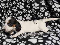 Henderson , a male Miniature Dachshund for sale in Nashville, TN – Photo 4 of 7