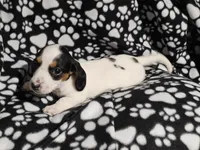 Henderson , a male Miniature Dachshund for sale in Nashville, TN – Photo 2 of 7