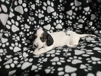 Henderson , a male Miniature Dachshund for sale in Nashville, TN – Photo 6 of 7