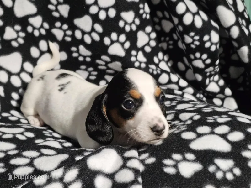 Henderson  – Miniature Dachshund puppy for sale in Nashville, TN