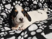 Henderson , a male Miniature Dachshund for sale in Nashville, TN – Photo 3 of 7