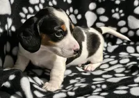 Byers , a male Miniature Dachshund for sale in Nashville, TN – Photo 1 of 7