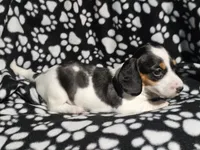 Byers , a male Miniature Dachshund for sale in Nashville, TN – Photo 6 of 7