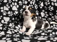 Byers , a male Miniature Dachshund for sale in Nashville, TN – Photo 2 of 7