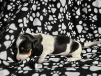 Byers , a male Miniature Dachshund for sale in Nashville, TN – Photo 7 of 7