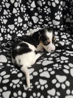 Byers , a male Miniature Dachshund for sale in Nashville, TN – Photo 5 of 7