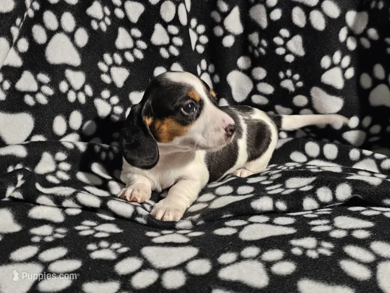 Byers  – Miniature Dachshund puppy for sale in Nashville, TN