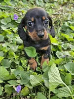 Budro Black and tan smooth coat, a male Miniature Dachshund for sale in Nashville, TN – Photo 5 of 7