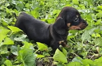 Budro Black and tan smooth coat, a male Miniature Dachshund for sale in Nashville, TN – Photo 1 of 7
