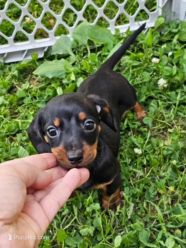 Budro Black and tan smooth coat – Miniature Dachshund puppy for sale in Nashville, TN
