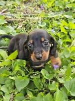 Budro Black and tan smooth coat, a male Miniature Dachshund for sale in Nashville, TN – Photo 4 of 7
