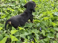 Budro Black and tan smooth coat, a male Miniature Dachshund for sale in Nashville, TN – Photo 2 of 7