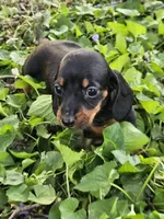 Budro Black and tan smooth coat, a male Miniature Dachshund for sale in Nashville, TN – Photo 7 of 7