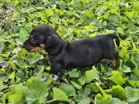 Budro Black and tan smooth coat, a male Miniature Dachshund for sale in Nashville, TN – Photo 6 of 7