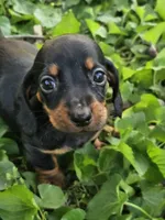 Budro Black and tan smooth coat, a male Miniature Dachshund for sale in Nashville, TN – Photo 3 of 7